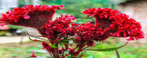 四川省2019年4月自考02428《園林植物栽培管理》試題及答案解析